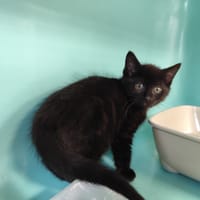 Milo, chat à adopter