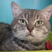 GRISOU HAB 17363, chat à adopter