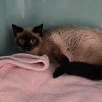 MOUSTIK, chat à adopter