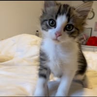 KIRI, chat à adopter