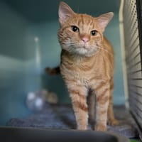 GASPARD, chat à adopter