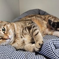 JENNA, chatte à adopter