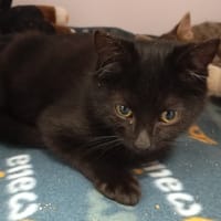 CAVIAR, chat à adopter