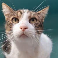 Nokomis, chat à adopter