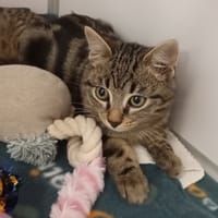 NOUGAT, chat à adopter