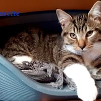 Chaussette, chat à adopter