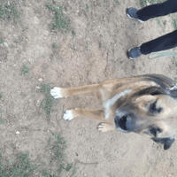 BUDDY, chien à adopter