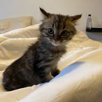 BICHETTE, chatte à adopter