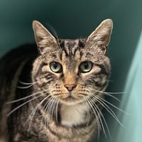 TIGUI (FIV+), chat à adopter