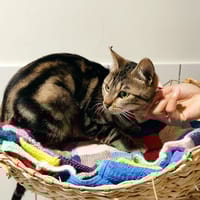 Bribri (en cours d'adoption), chatte à adopter