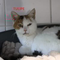 Tulipe, chatte à adopter