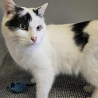 VOLT, chat à adopter