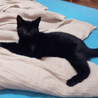 AMENIS, chatte à adopter