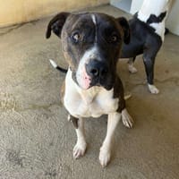 Pepsi, chien à adopter