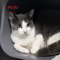 Pilou, chat à adopter