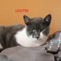 Loutre, chatte à adopter