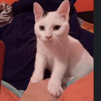 ALOÏSE (réservée), chatte à adopter