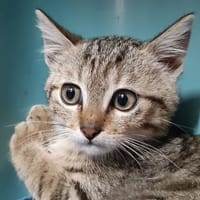 Doli, chat à adopter