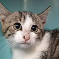 Dena, chatte à adopter