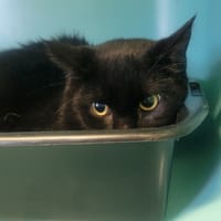 Badoom, chatte à adopter