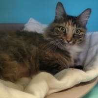 Corinne, chatte à adopter