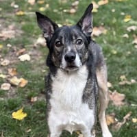 Falko CAA14324, chien à adopter