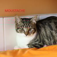 Moustache, chatte à adopter