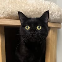 AUDI, chatte à adopter