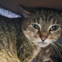 XENO, chat à adopter