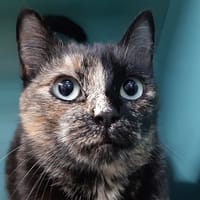 Magena, chatte à adopter