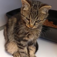 ZEBRA, chat à adopter