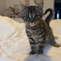 ÉCLAIR, chat à adopter