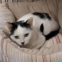 TRISTAN QCT, chat à adopter