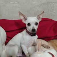 TITI QCN, chien à adopter