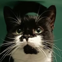 Santa, chatte à adopter