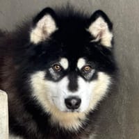 Mamotto, chien à adopter