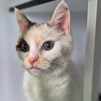 Nougatine, chatte à adopter