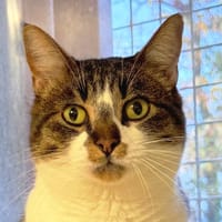 Stitch (Théo), chat à adopter