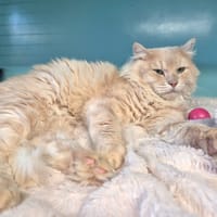 Casper, chat à adopter