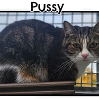 PUSSY(Réservée), chatte à adopter