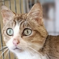 Winifred, chat à adopter