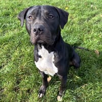 HADES PAA23058, chien à adopter