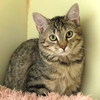 gina pab27997, chatte à adopter