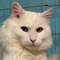 Dino, chat à adopter