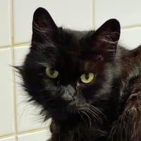 Jimdak, chatte à adopter