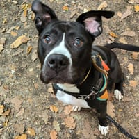 ASTON PAA23002, chien à adopter