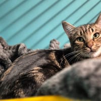 MAUI, chat à adopter