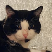 Maxis, chat à adopter