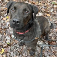 JODY HAA24378, chienne à adopter