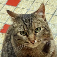 Ondine, chatte à adopter